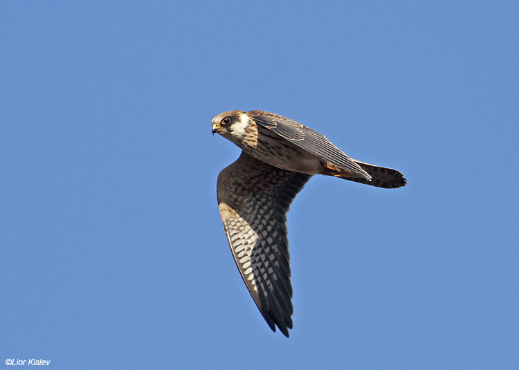 Red Footed Falcon Falco vespertinus,Hula valley ,Israel 11-10-10 Lior Kislev